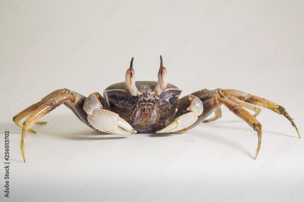 White background Horn-eyed ghost crab Ocypode ceratophthalmus form Phuket Thailand White background Horn-eyed ghost crab Ocypode ceratophthalmus form Phuket Thailand