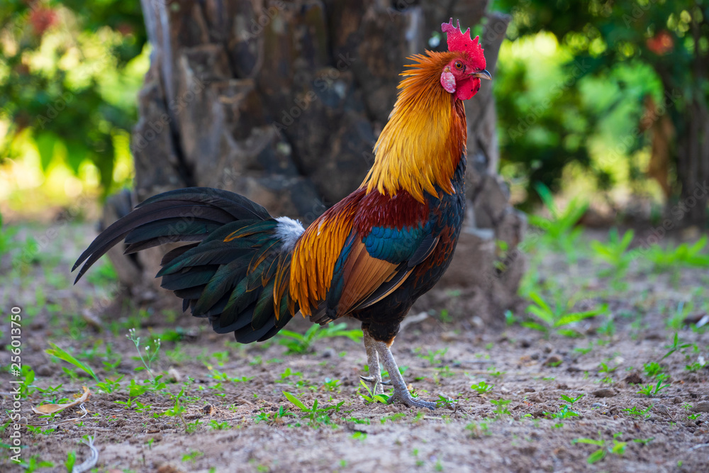 A colorful rooster with red cockscomb. A colorful rooster with red cockscomb.