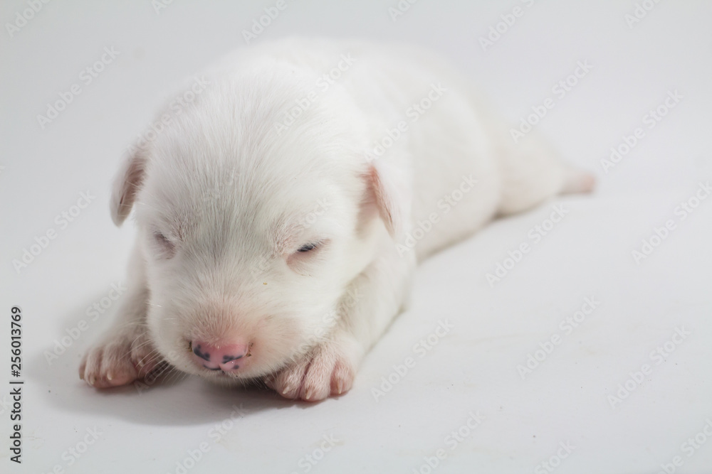 Cute puppy white background Bangkaew Thai dog