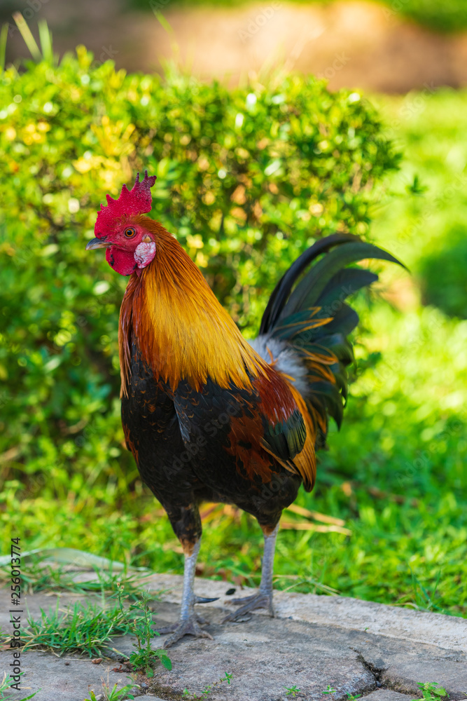 A colorful rooster with red cockscomb. A colorful rooster with red cockscomb.