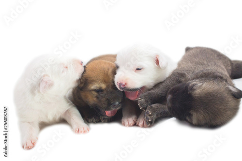 Puppies are cute Thai Bangkaew dogs 1 week. White background
