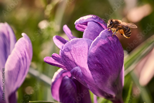 one bee on a crocus flower in spring