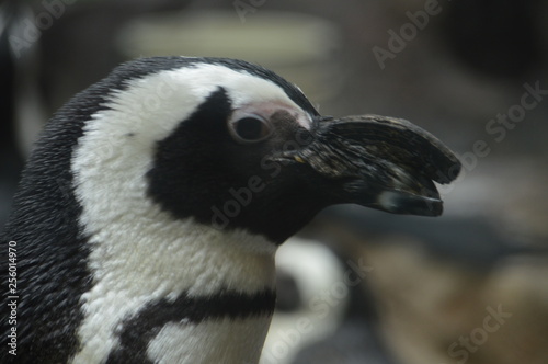 Close up of penguins