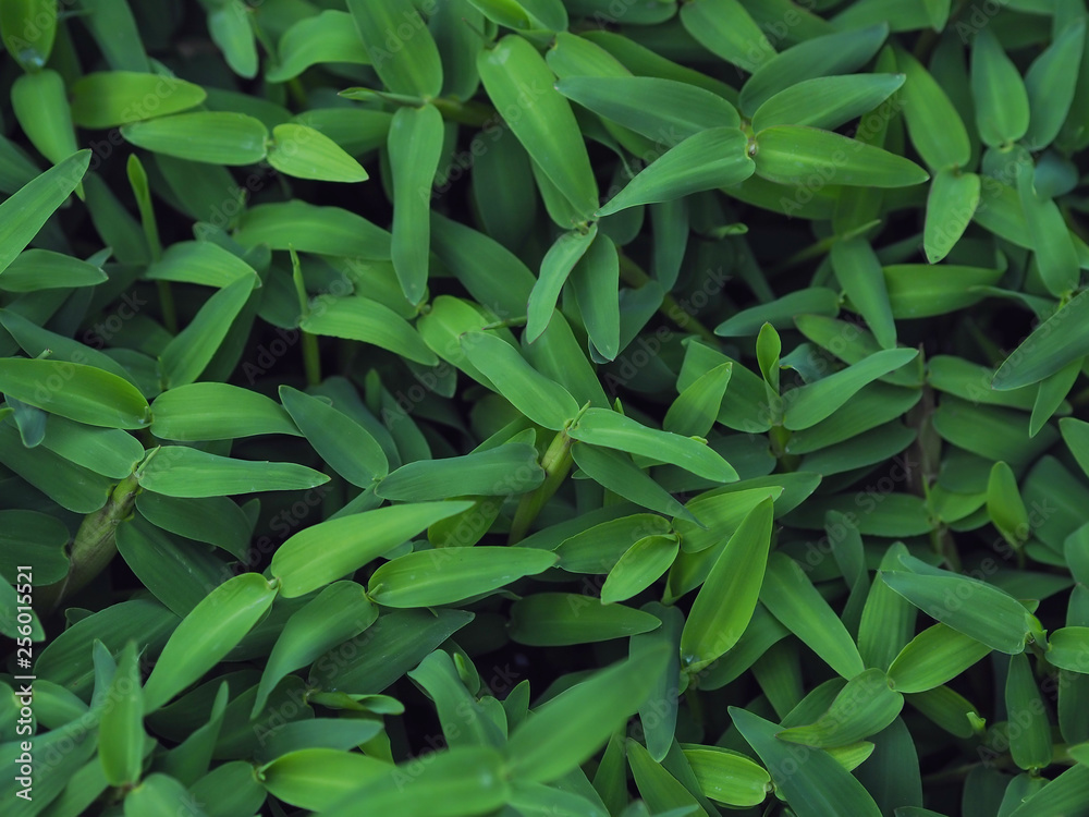 Fototapeta premium Green grass tropical leaves pattern background, Natural background and wallpaper.
