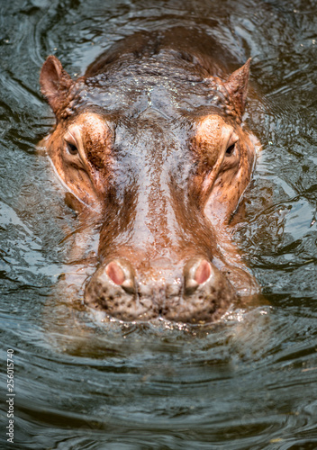 Hippopotamus submerged in the water close-up of it's head
