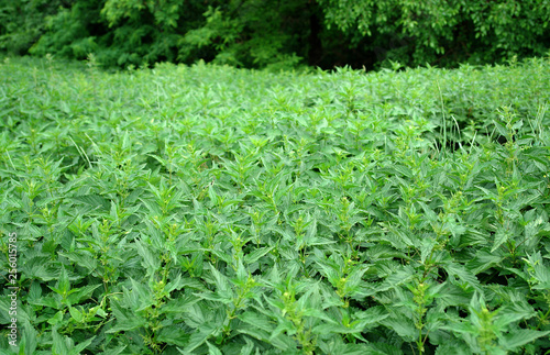 Dense thickets of dwarf nettles