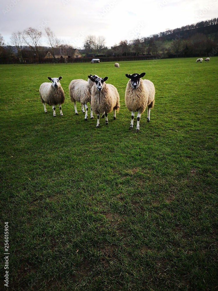 Obraz premium FLOCK OF SHEEP