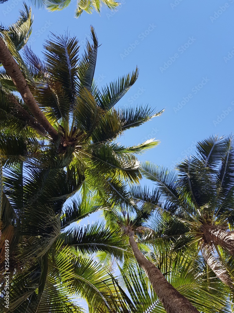Fototapeta premium palm tree in front of blue sky