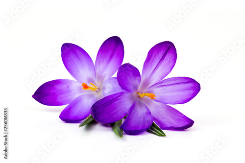 crocus flower on white background - fresh spring flowers