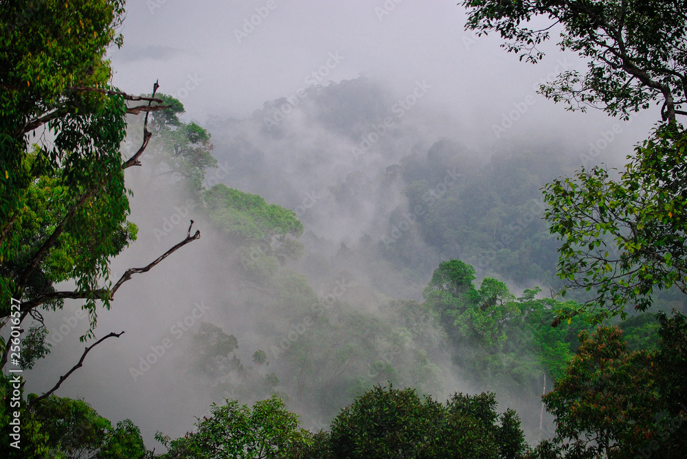 Jungle fog Stock Photo