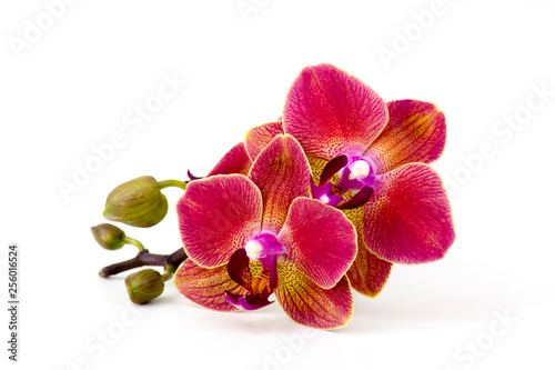 Beautiful colorful orchid - phalaenopsis - white background