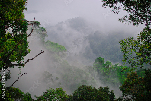 Jungle fog © luca