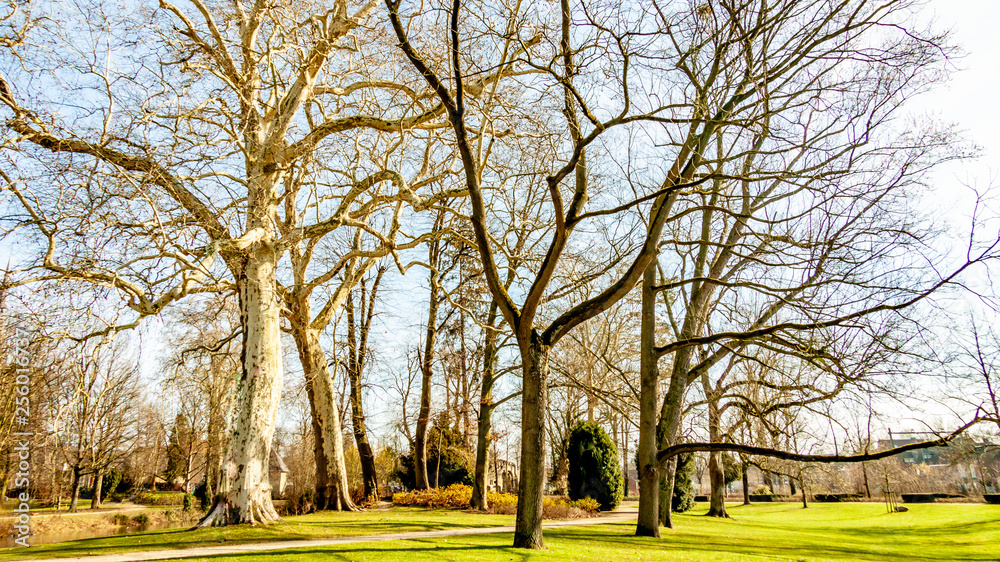 Beautiful view of the Proosdij park with its trees and trails, wonderful and sunny winter day in Meerssen south Limburg in the Netherlands Holland