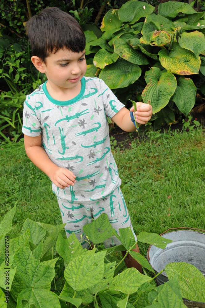 Young boy examining newly picked green bean from his garden Young boy examining newly picked green bean from his garden