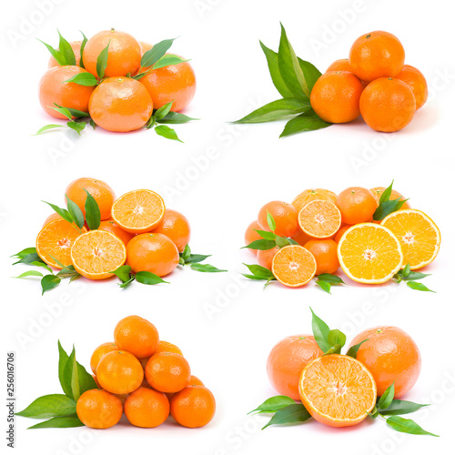 tangerines on white background - collage