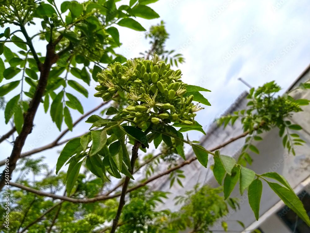 green tree in spring green tree in spring