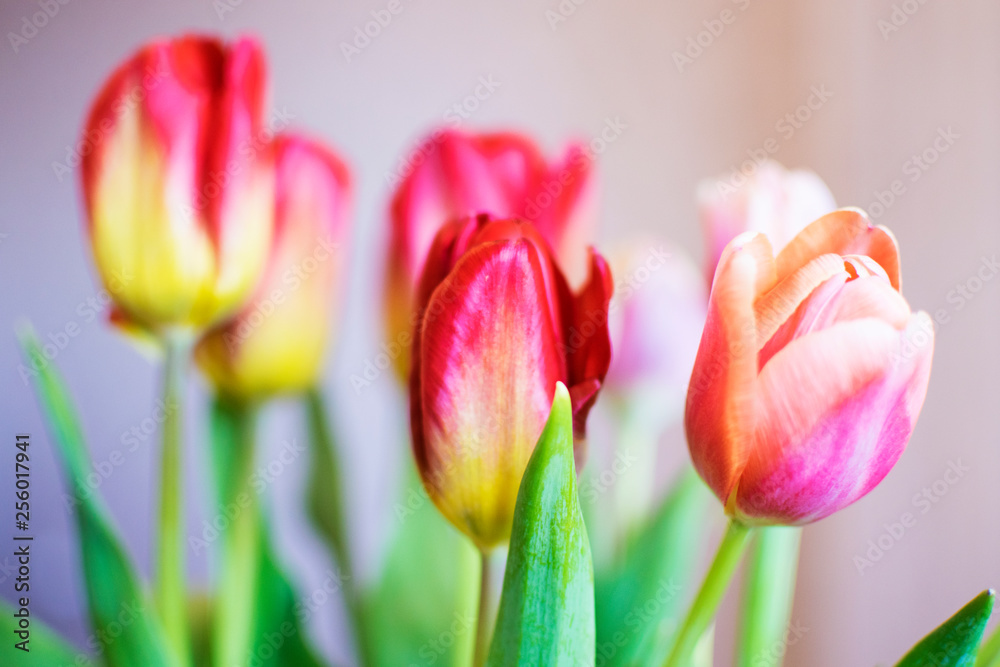 Fototapeta premium Beautiful tulips close up