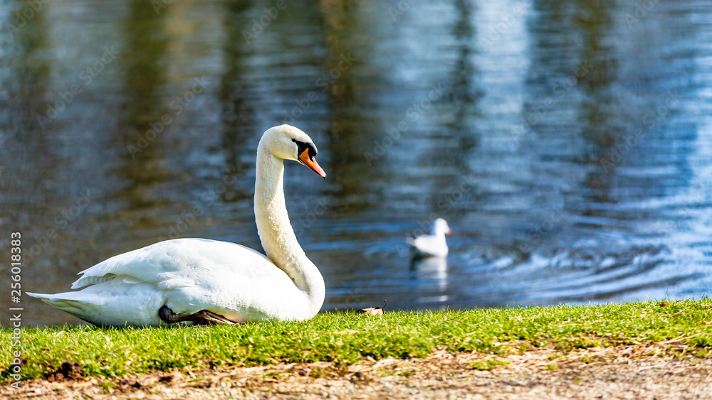 Beautiful swan sitting on the green grass next to a pond with a baby swan swimming, wonderful and sunny day at the Proosdij park in Meerssen South Limburg in the Netherlands Holland Beautiful swan sitting on the green grass next to a pond with a baby swan swimming, wonderful and sunny day at the Proosdij park in Meerssen South Limburg in the Netherlands Holland