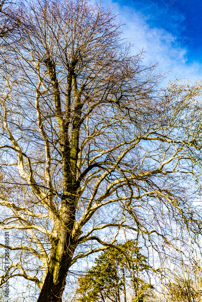 Leafless tree with a blue sky and white clouds in the background in the Proosdij park, wonderful sunny winter day in Meerssen south Limburg in the Netherlands Holland Leafless tree with a blue sky and white clouds in the background in the Proosdij park, wonderful sunny winter day in Meerssen south Limburg in the Netherlands Holland