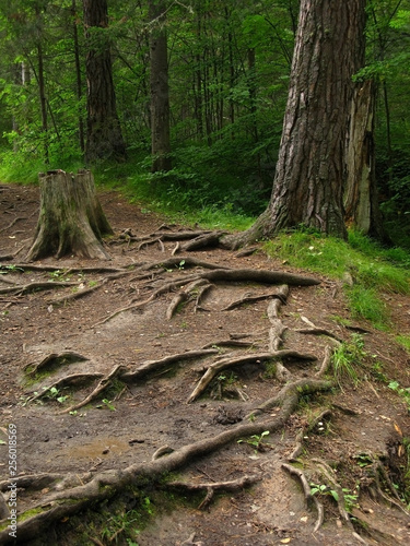 Large pine tree roots sticking out of the ground in the forest