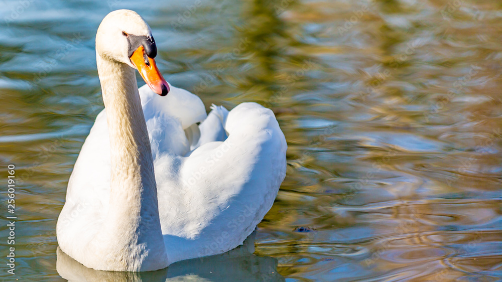 Obraz premium Beautiful white swan swimming calmly in a pond, wonderful sunny and peaceful day in Meerssen South Limburg in the Netherlands Holland