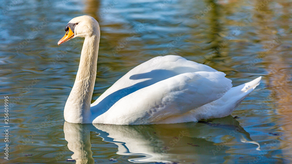 Fototapeta premium White swan calmly swimming in a lake, wonderful sunny day in Meerssen South Limburg in the Netherlands Holland
