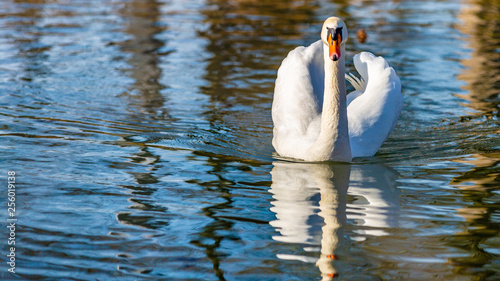 Beautiful front view of a white swan swimming calmly in a pond, wonderful sunny and quiet day in Meerssen South Limburg in the Netherlands Holland