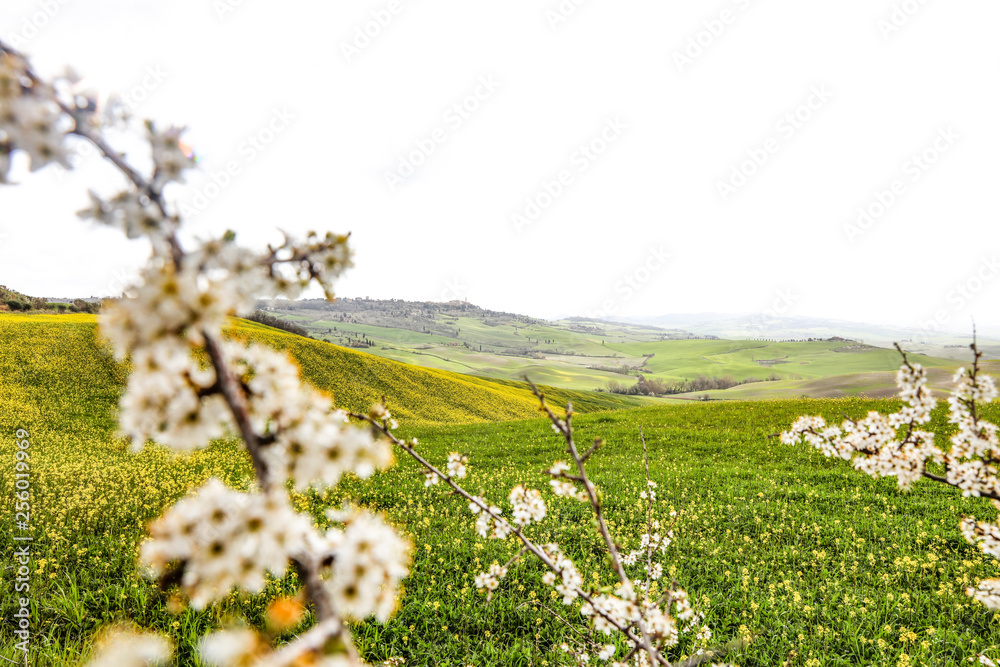 Spring landscape of Tuscany and free space for your decoration. Spring landscape of Tuscany and free space for your decoration.