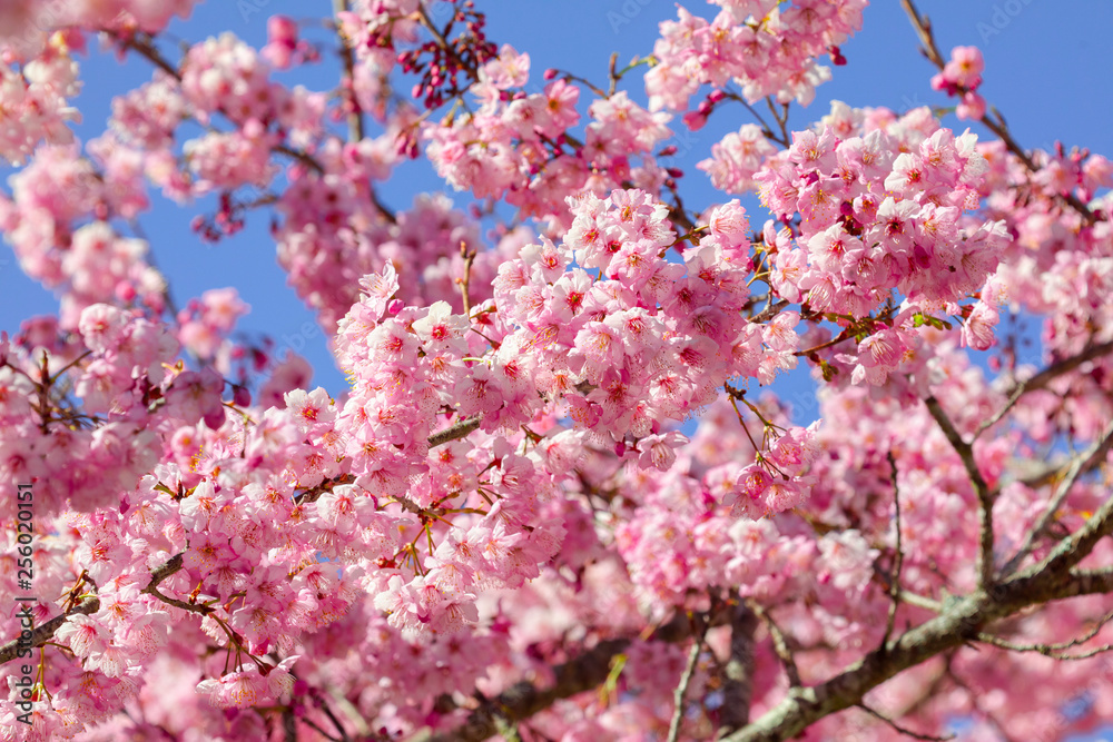 Taiwan cherry blossom season, Wuling Farm, Qianying Garden, blooming cherry blossoms Taiwan cherry blossom season, Wuling Farm, Qianying Garden, blooming cherry blossoms
