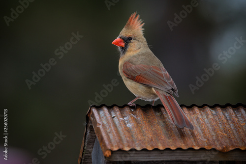 Canvas Print female cardinal sitting on copper roof