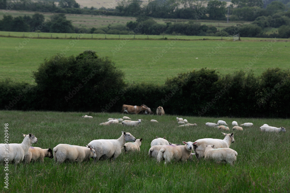 image of sheep in freedom