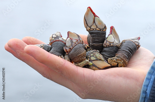 image of a hand holding Galician barnacles photo