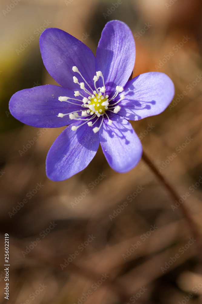 Anemone hepatica flower close-up Anemone hepatica flower close-up