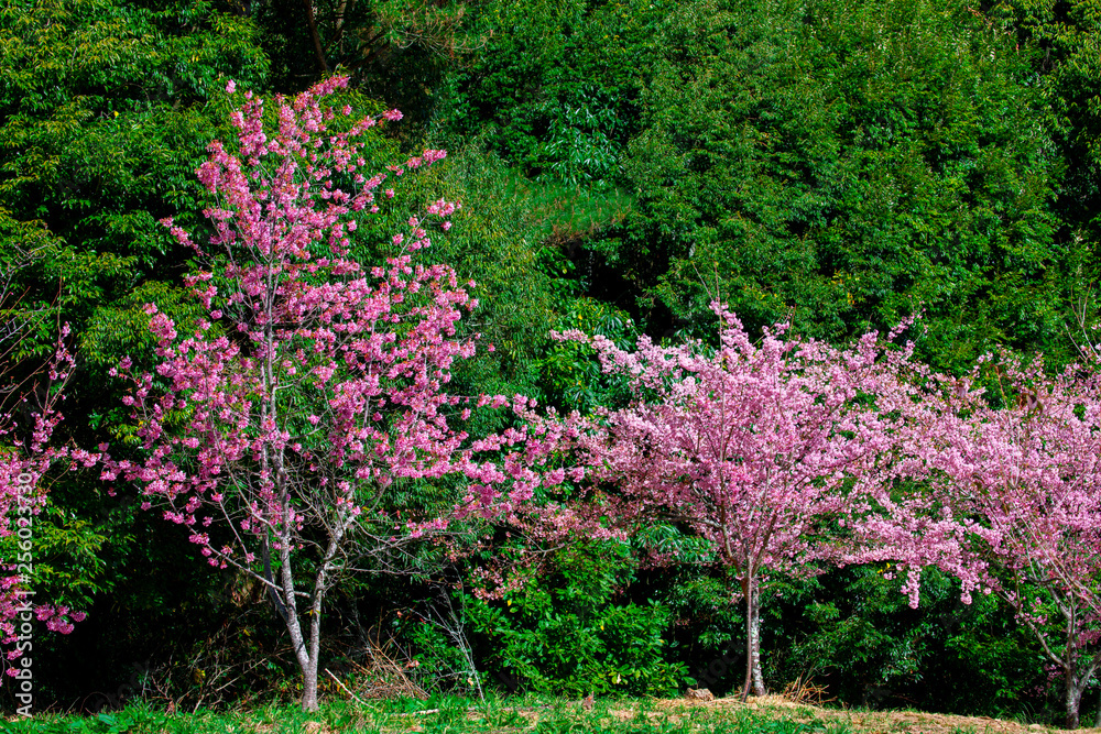 Obraz premium Taiwan cherry blossom season, Wuling Farm, Qianying Garden, blooming cherry blossoms