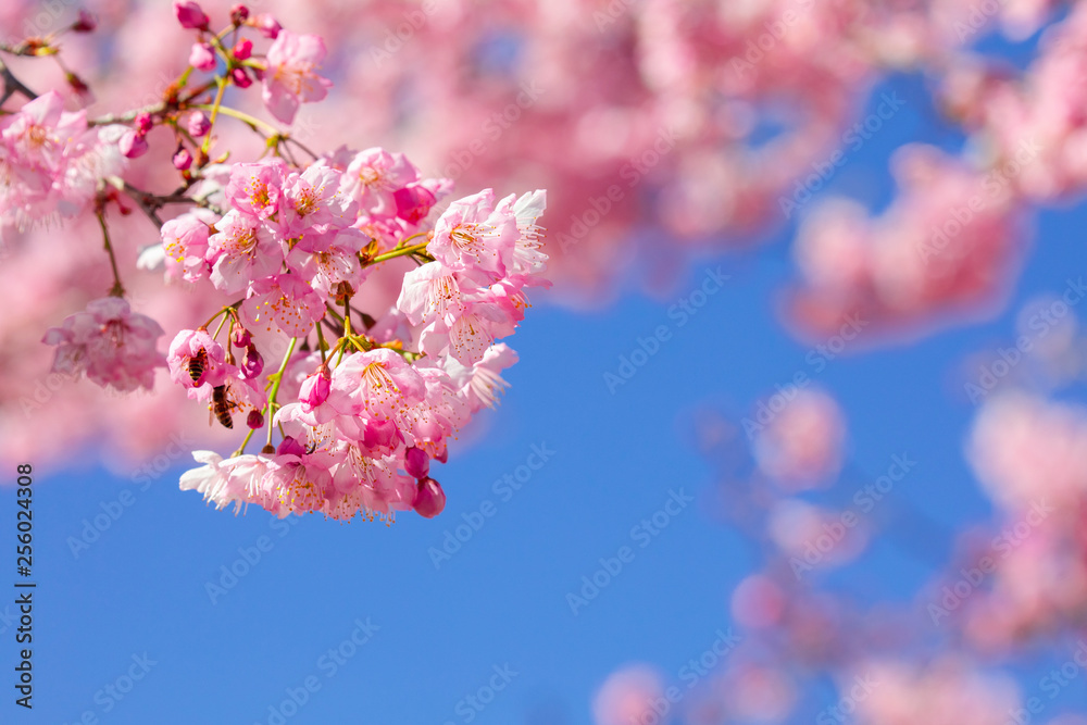 Taiwan cherry blossom season, Wuling Farm thousand cherry garden, blooming cherry blossoms, bees collecting nectar Taiwan cherry blossom season, Wuling Farm thousand cherry garden, blooming cherry blossoms, bees collecting nectar
