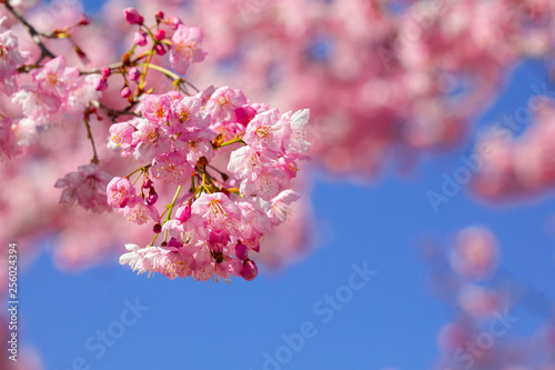 Taiwan cherry blossom season, Wuling Farm, Qianying Garden, blooming cherry blossoms