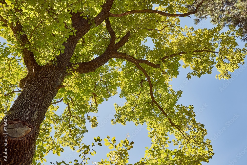 Fototapeta premium Spring Green Leaves