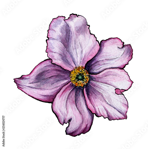 isolated element flower rosehip rose purple watercolor graphics