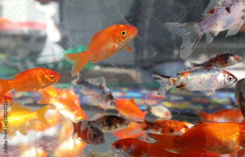 goldfish swim in the aquarium water in the pet shop