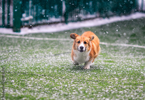 little puppy red dog breed Corgi fun running around the green football field on the Playground on the streets in the city for a walk
