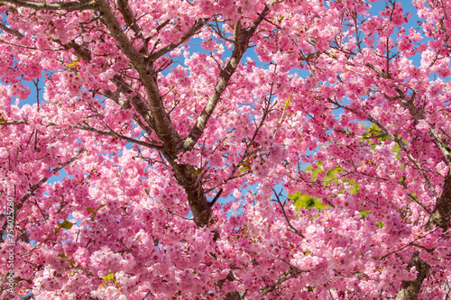 Taiwan cherry blossom season, Wuling Farm, Qianying Garden, blooming cherry blossoms