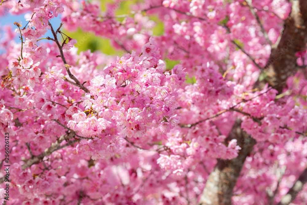 Taiwan cherry blossom season, Wuling Farm, Qianying Garden, blooming cherry blossoms Taiwan cherry blossom season, Wuling Farm, Qianying Garden, blooming cherry blossoms