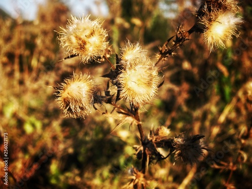 withered plant