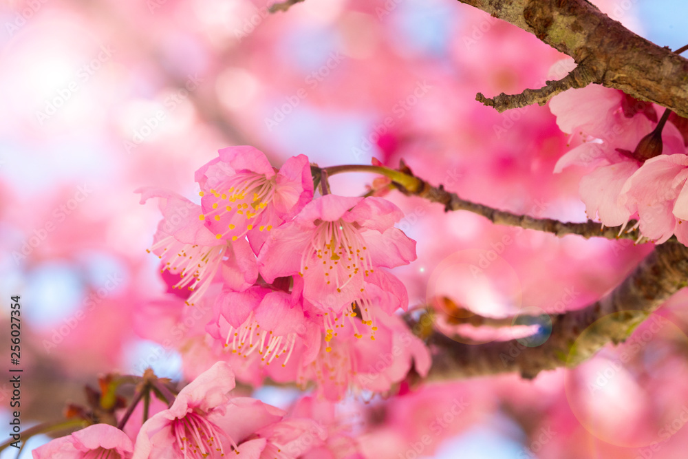 Taiwan cherry blossom season, Wuling Farm, Qianying Garden, blooming cherry blossoms Taiwan cherry blossom season, Wuling Farm, Qianying Garden, blooming cherry blossoms
