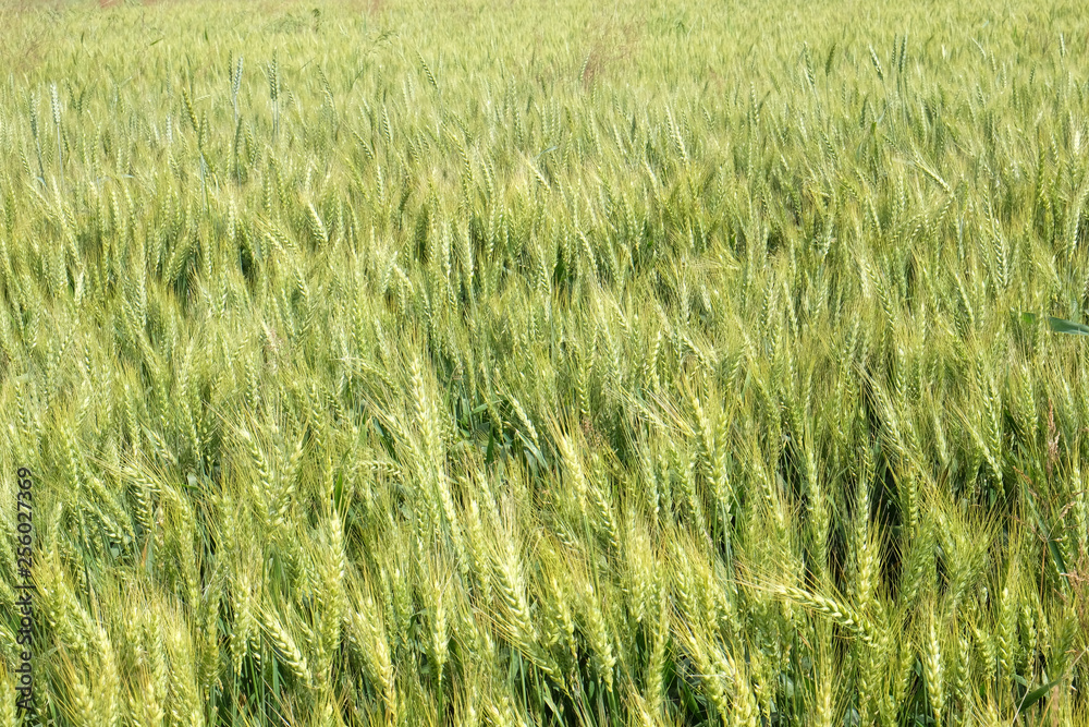 Field of wheat Field of wheat