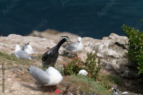 New Zealand spotted shag among breeding colony of red billed seagulls at Katiki Point  Moeraki