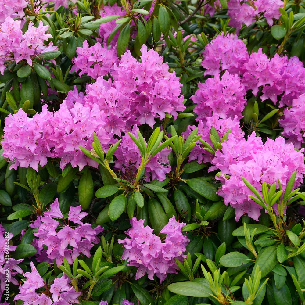 Obraz na plátně Blooming hybrid Azalia Rhododendron hybridum selection in a greenhouse