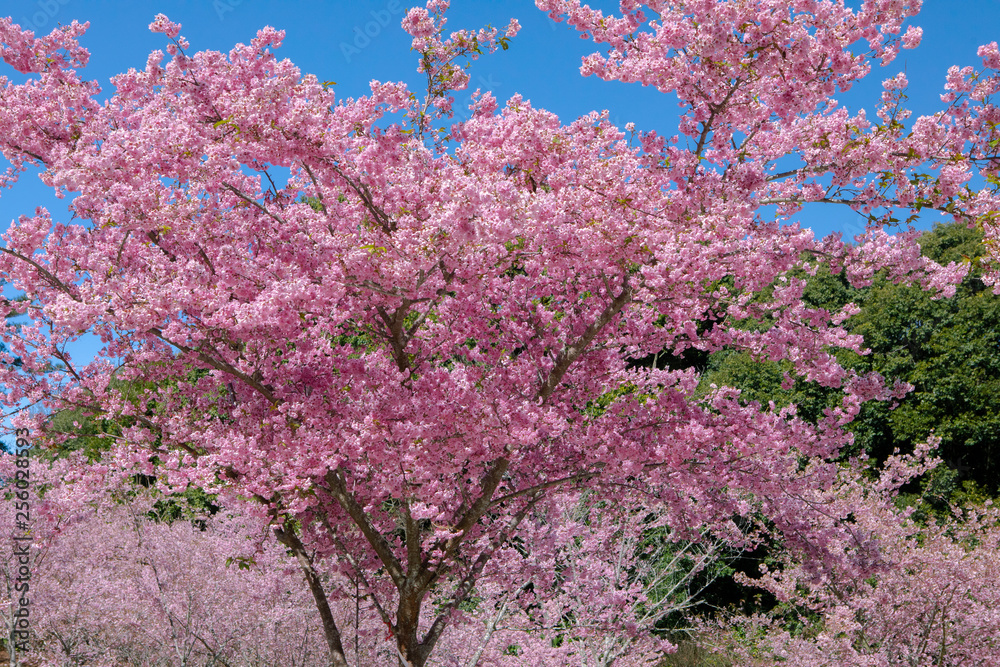 Taiwan cherry blossom season, Wuling Farm, Qianying Garden, blooming cherry blossoms