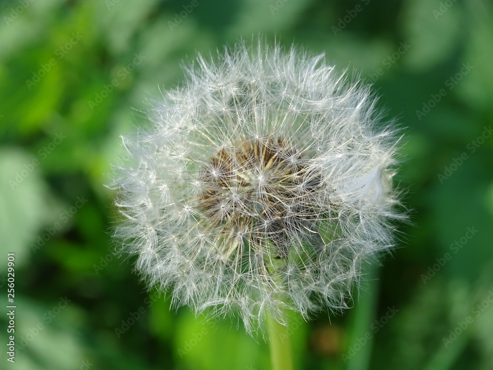 Pusteblume Pusteblume