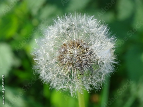 Pusteblume